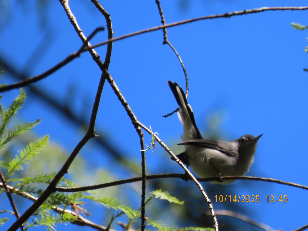Blue-gray Gnatcatcher - ML643566467