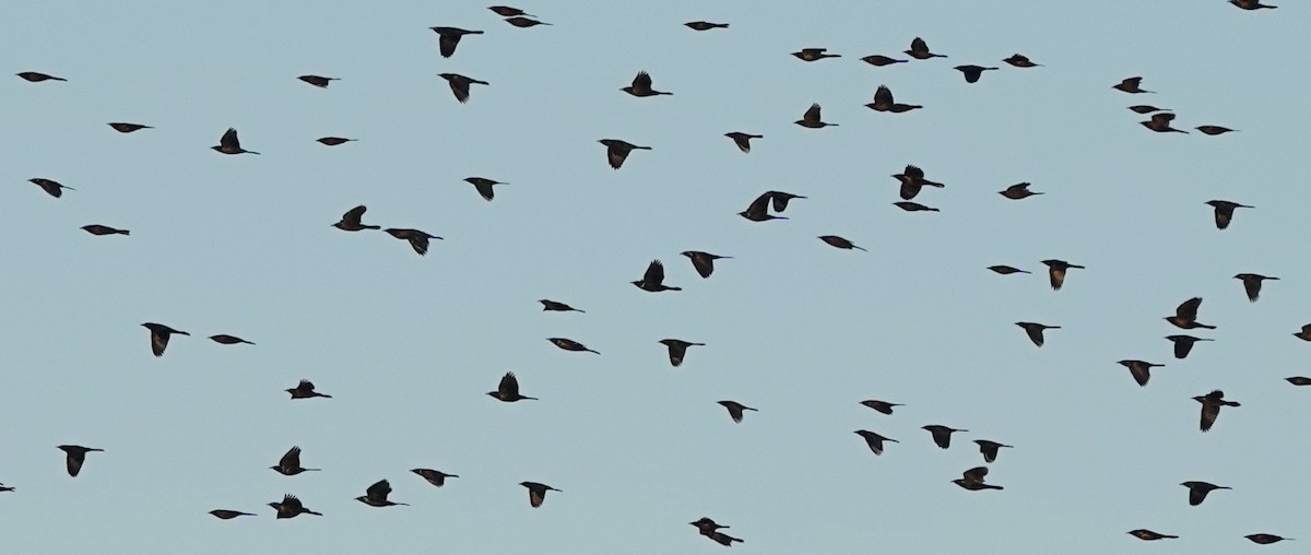Common Grackle - ML643566477