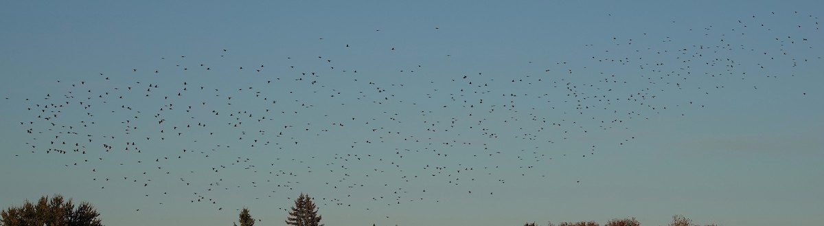 Common Grackle - ML643566480