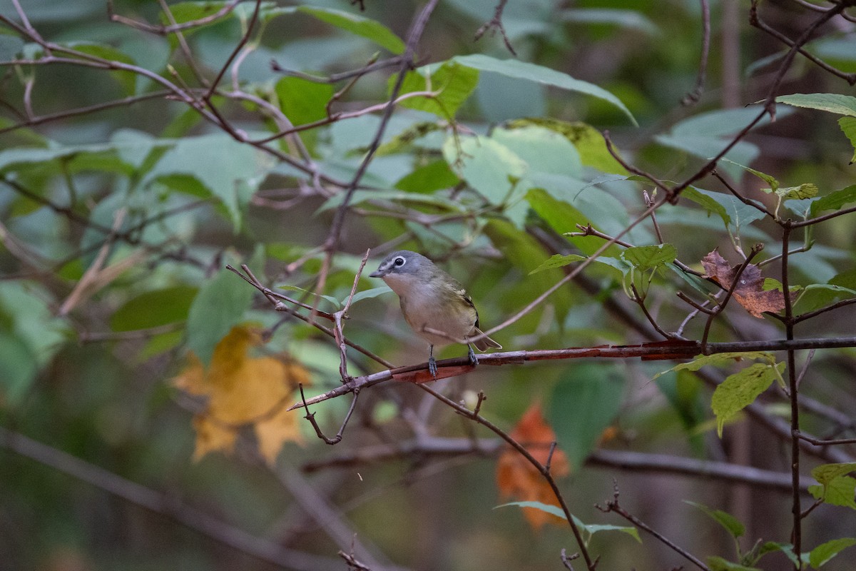 Vireo Solitario - ML643566486