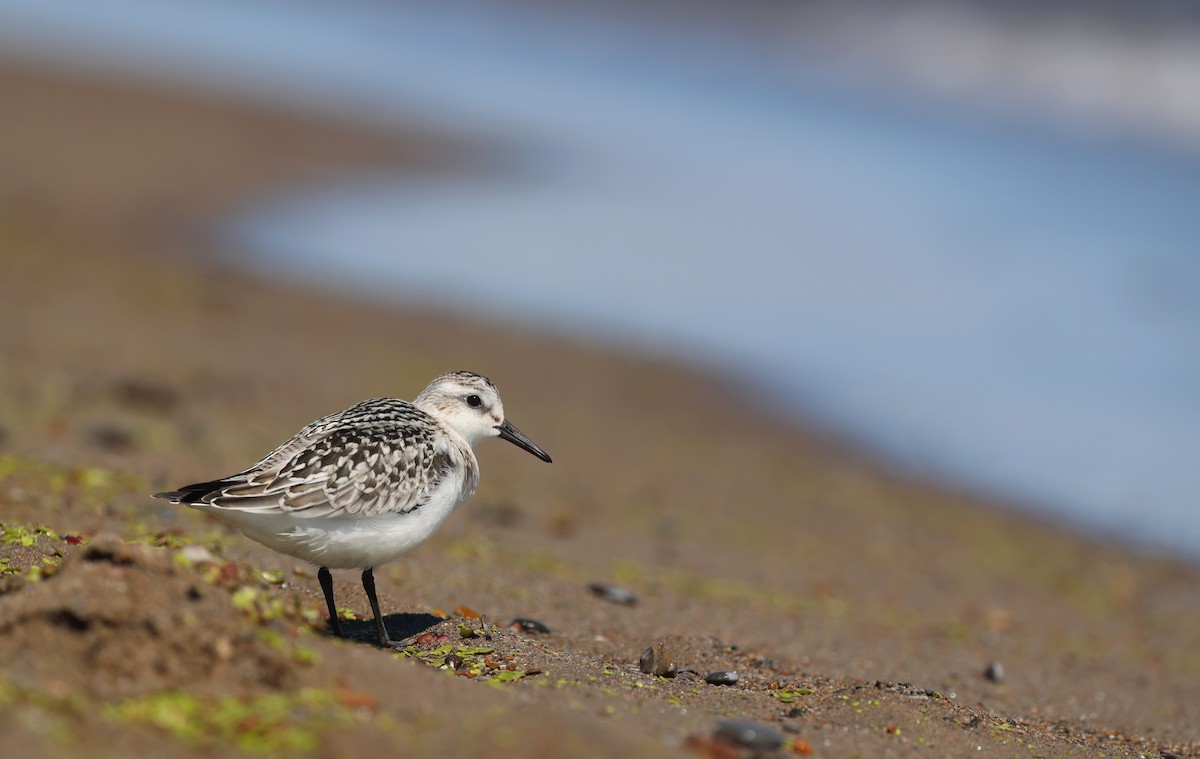 Sanderling - ML643566488