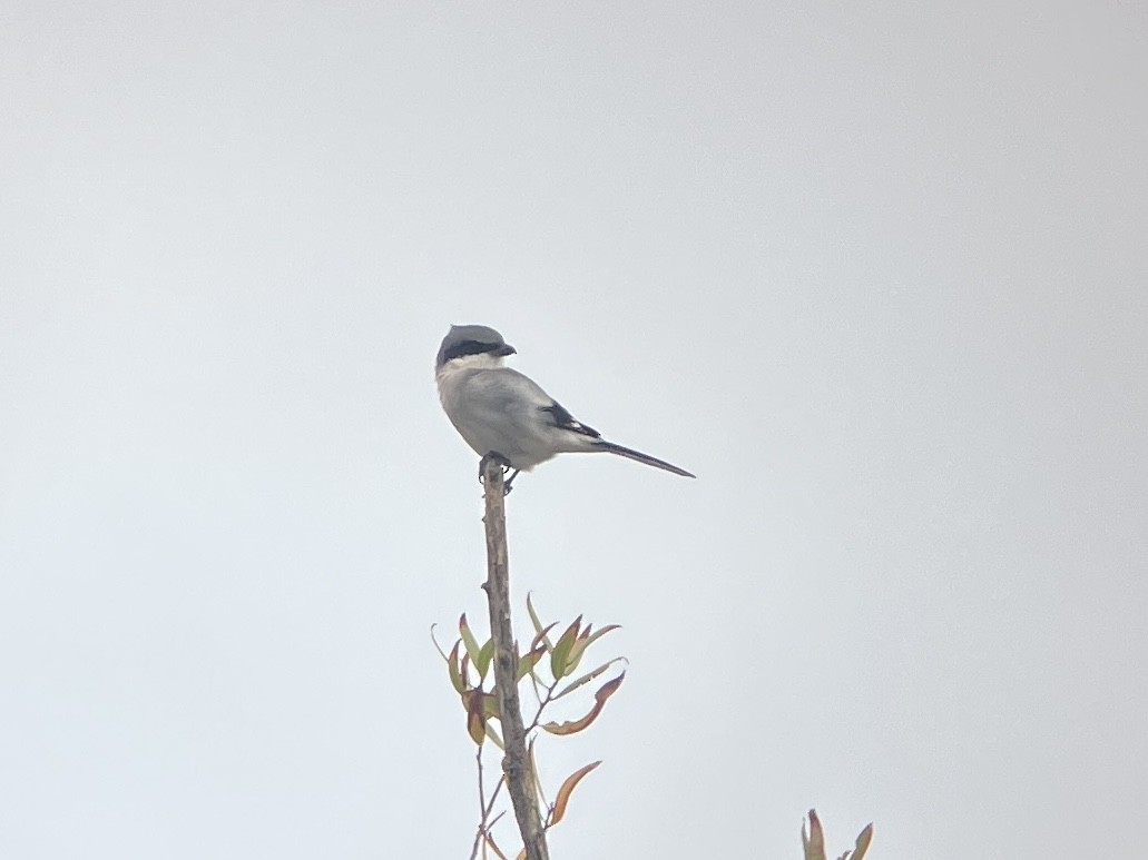 Loggerhead Shrike - ML643566492