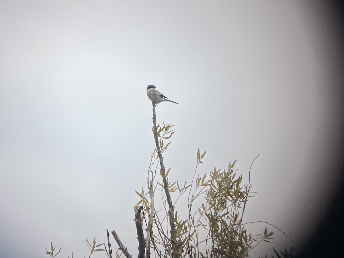 Loggerhead Shrike - ML643566493