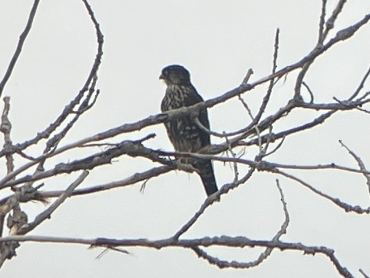 Merlin - ML643566498