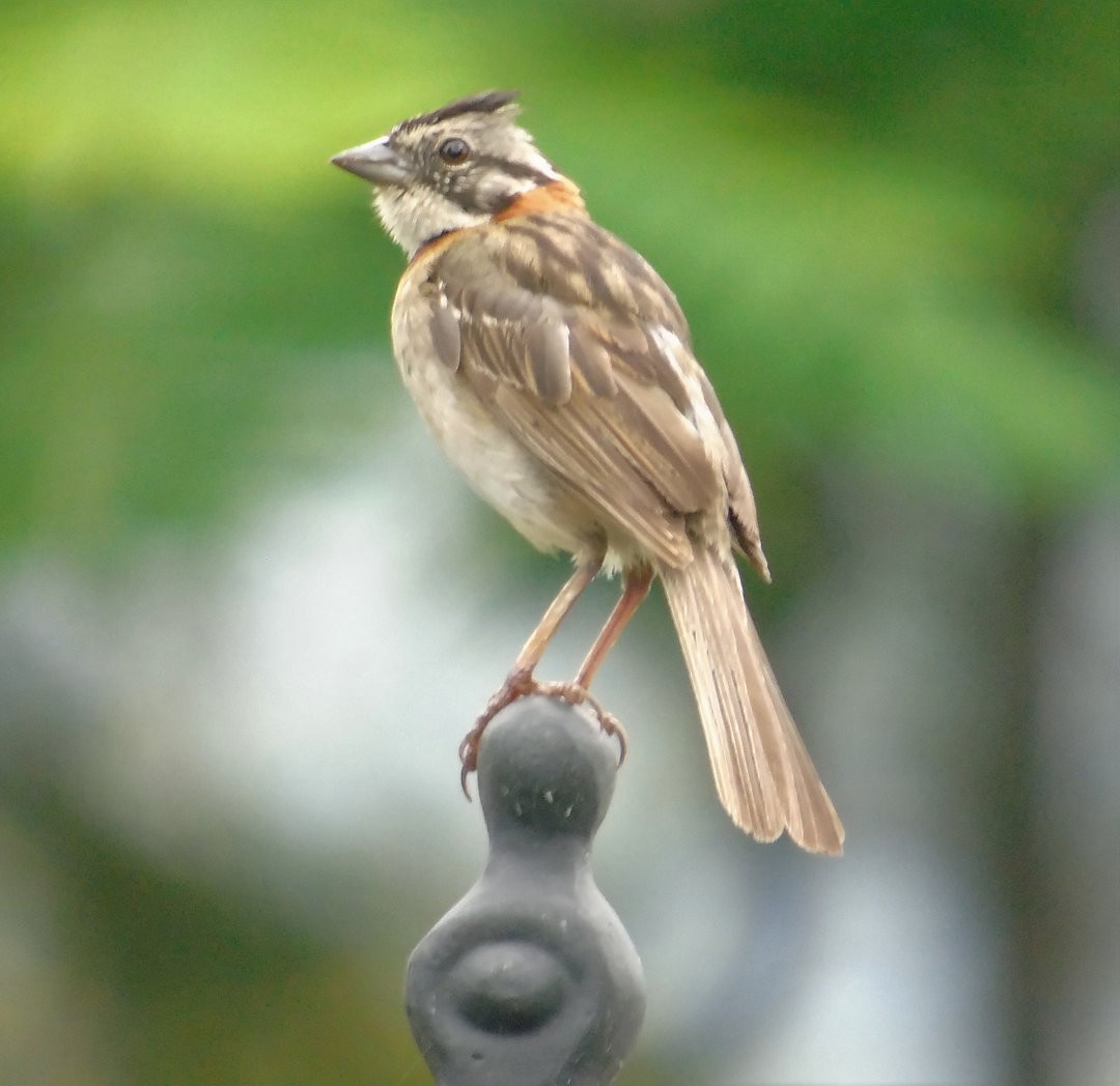 Rufous-collared Sparrow - ML643566499
