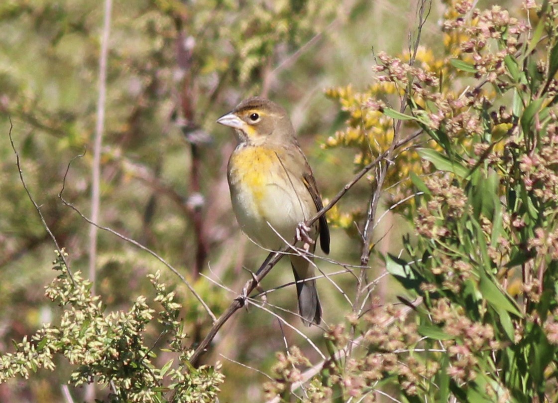 Dickcissel - ML643566500