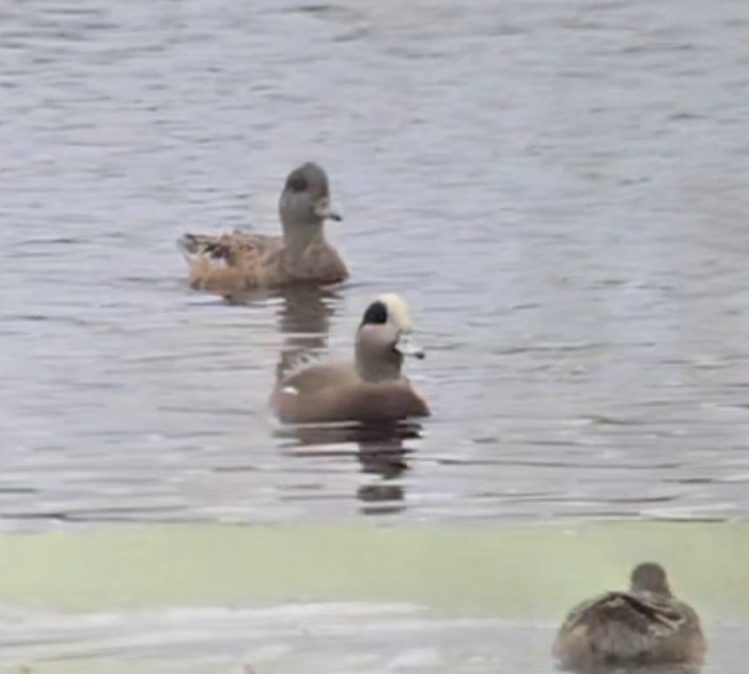 American Wigeon - ML643566501
