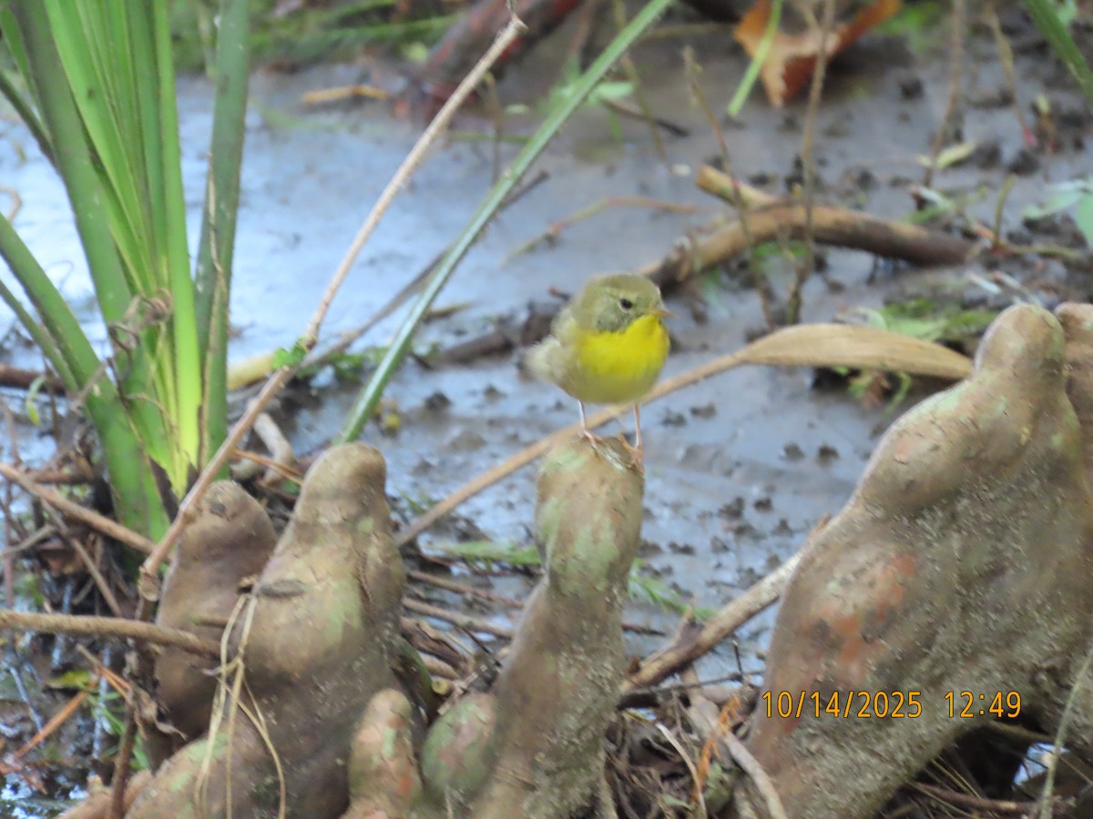 Common Yellowthroat - ML643566502