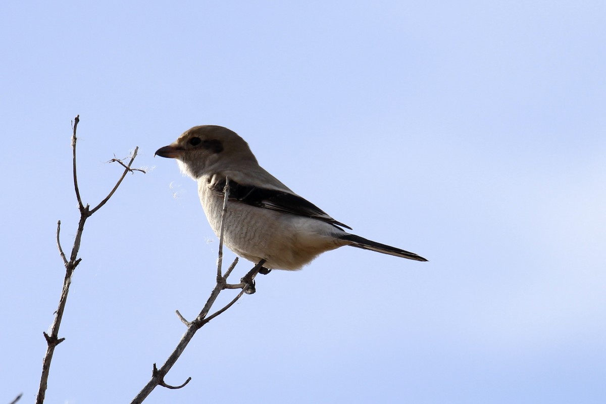 Northern Shrike - ML643566503