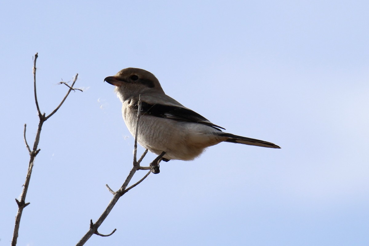 Northern Shrike - ML643566504