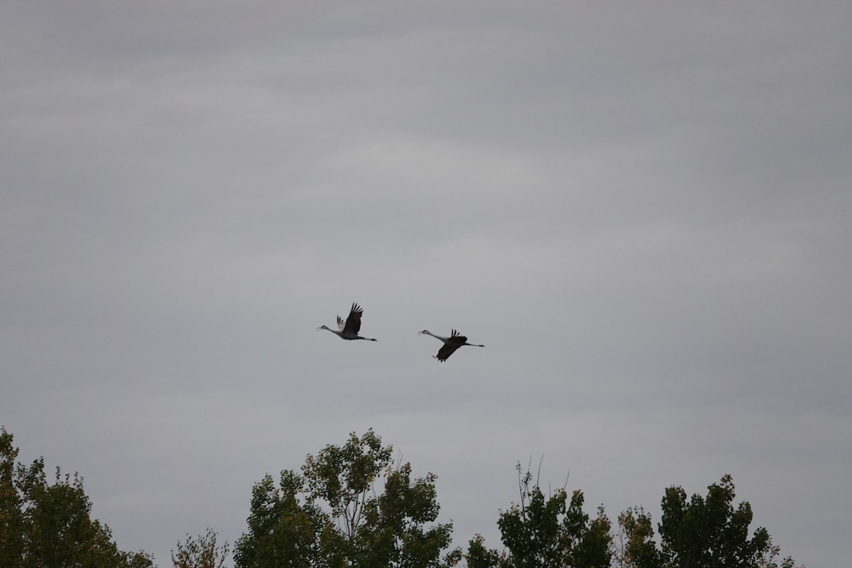 Sandhill Crane - ML643566508