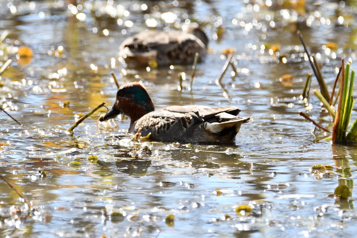 Green-winged Teal - ML643566509