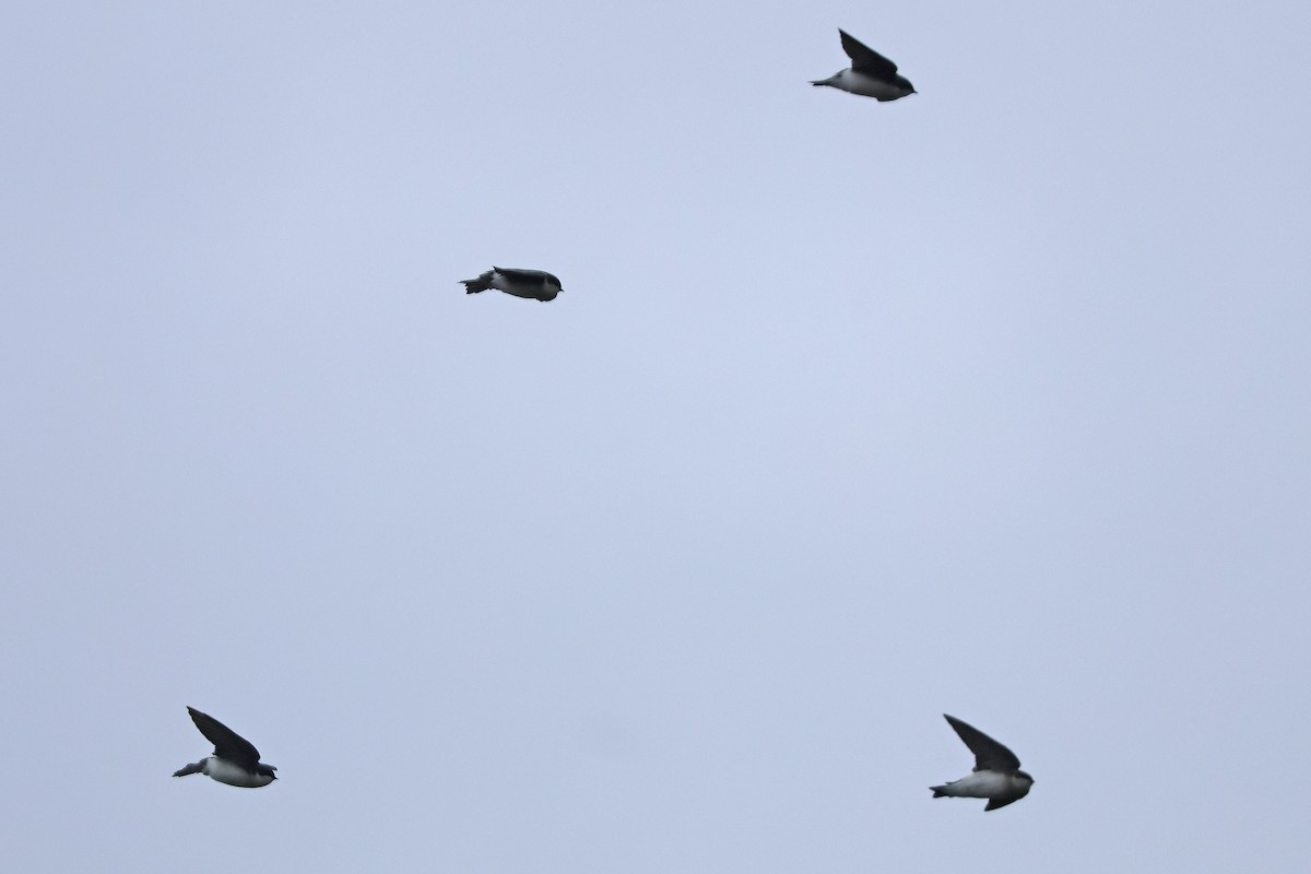 Tree Swallow - ML643566511
