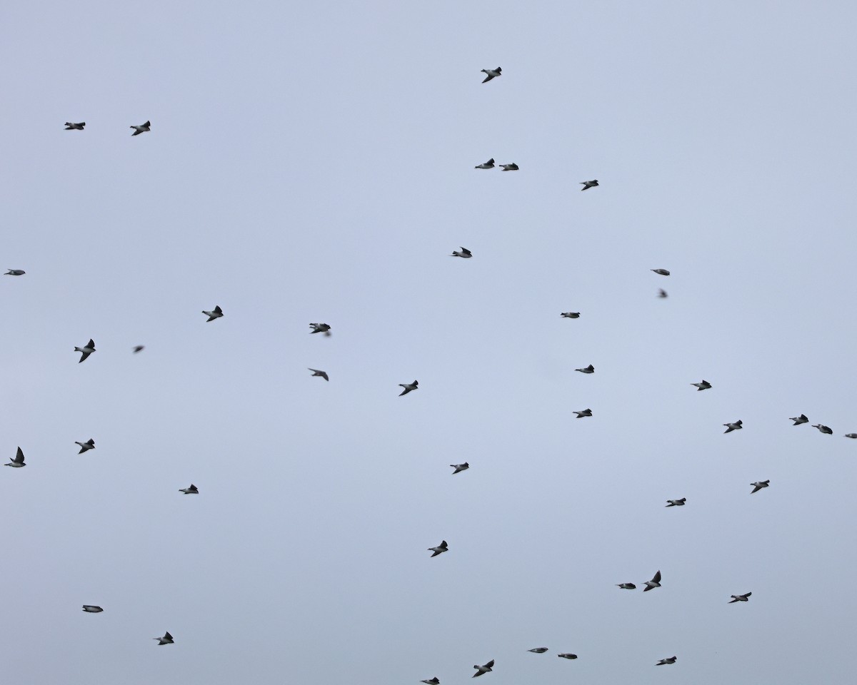 Tree Swallow - ML643566512