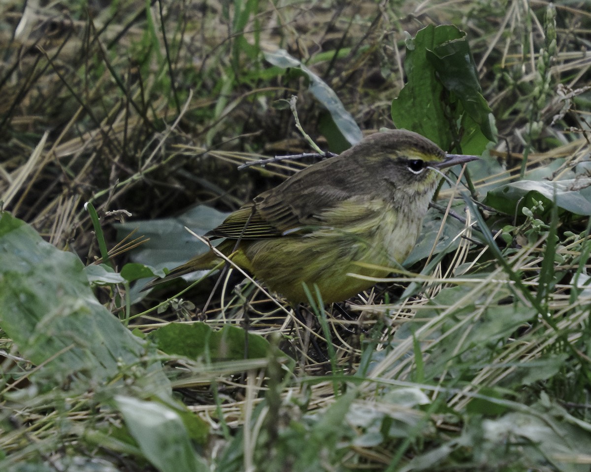 Palm Warbler - ML643566513
