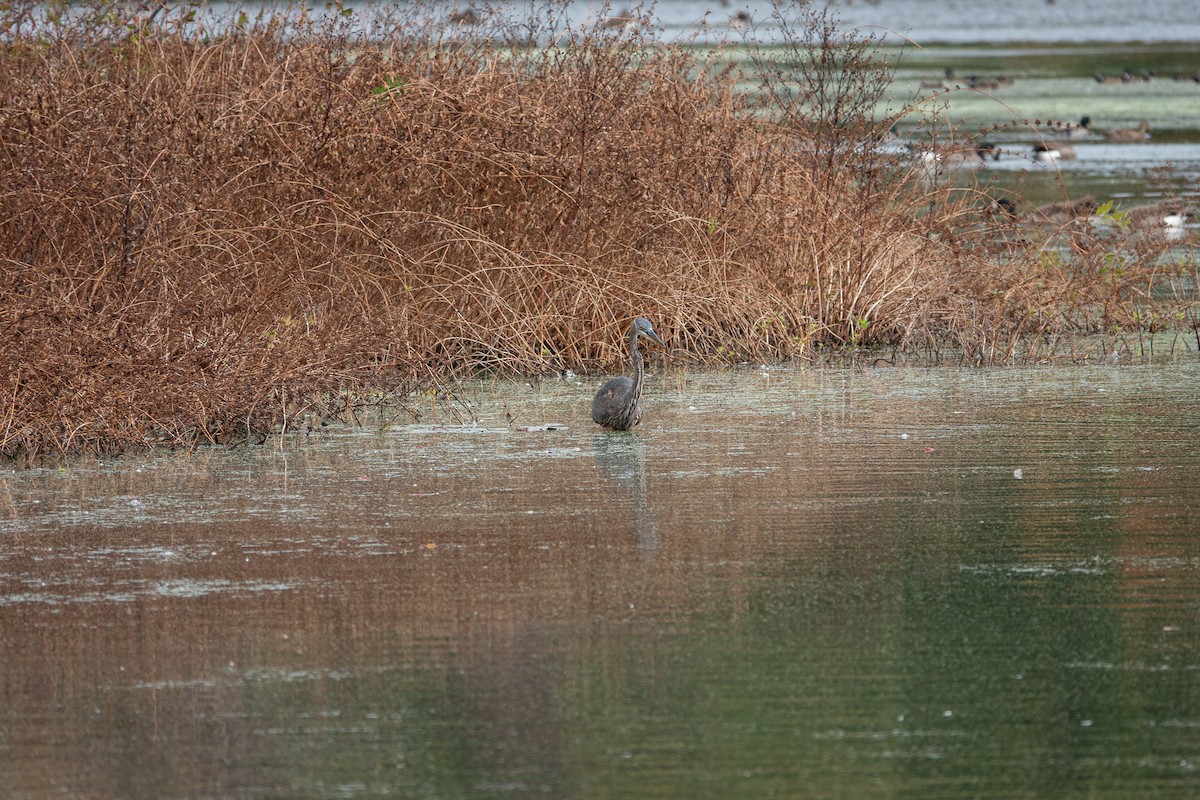 Great Blue Heron - ML643566515