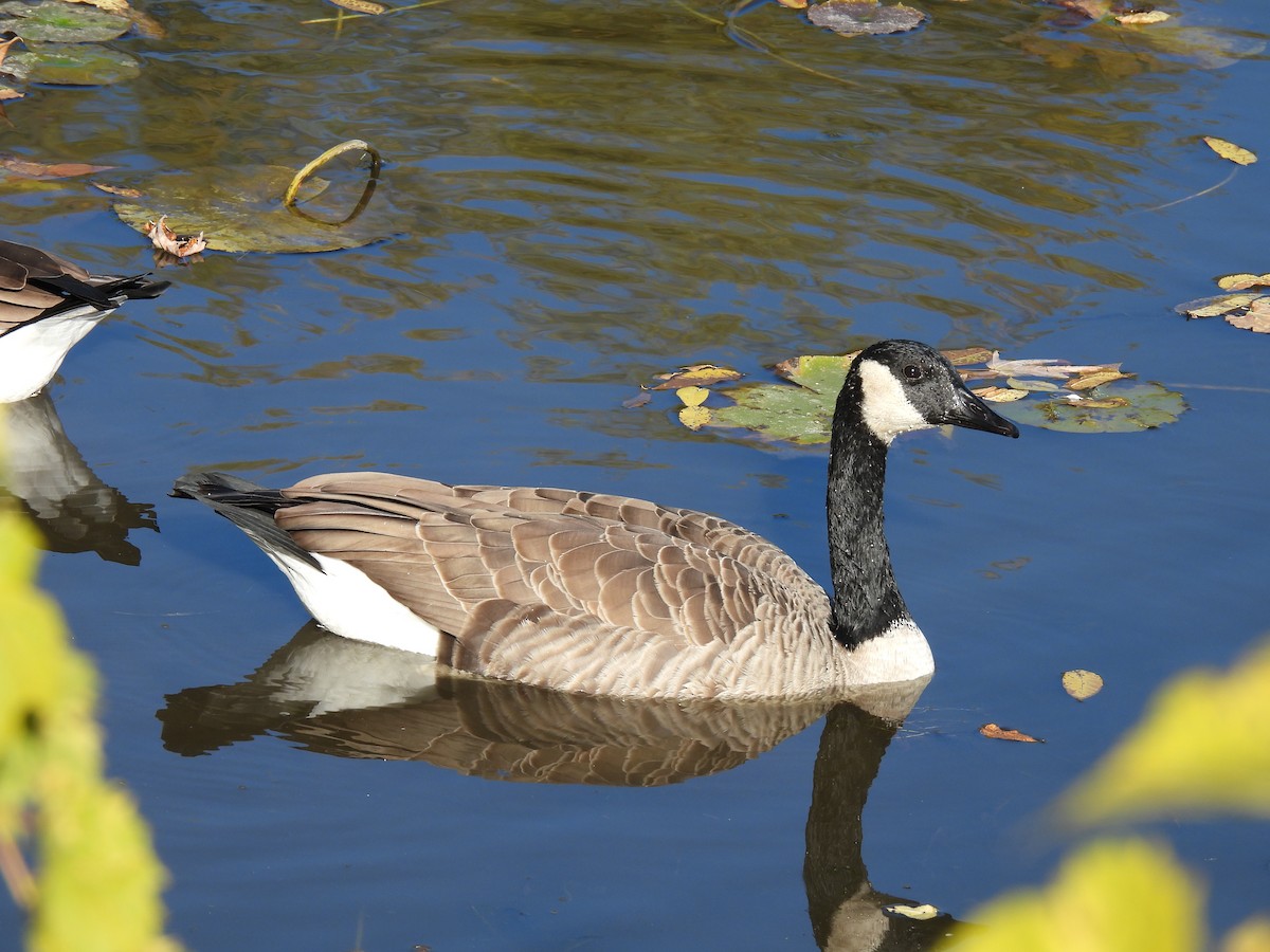 Canada Goose - ML643566516