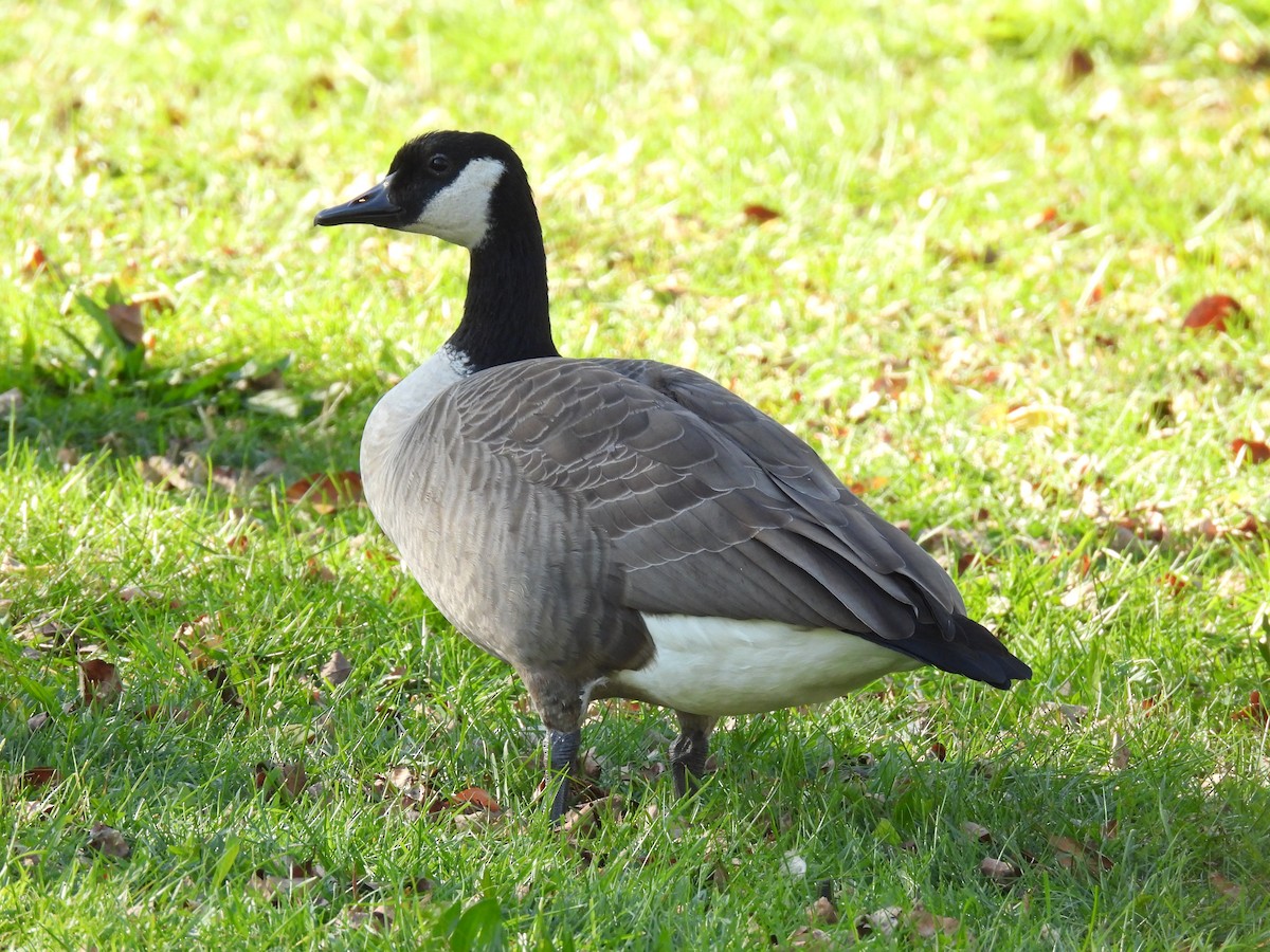 Canada Goose - ML643566517