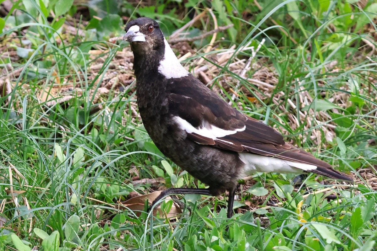 Australian Magpie - ML643566518