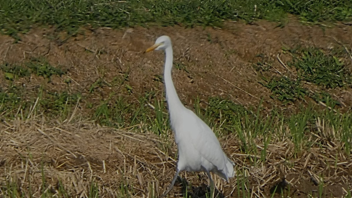Medium Egret - ML643566519