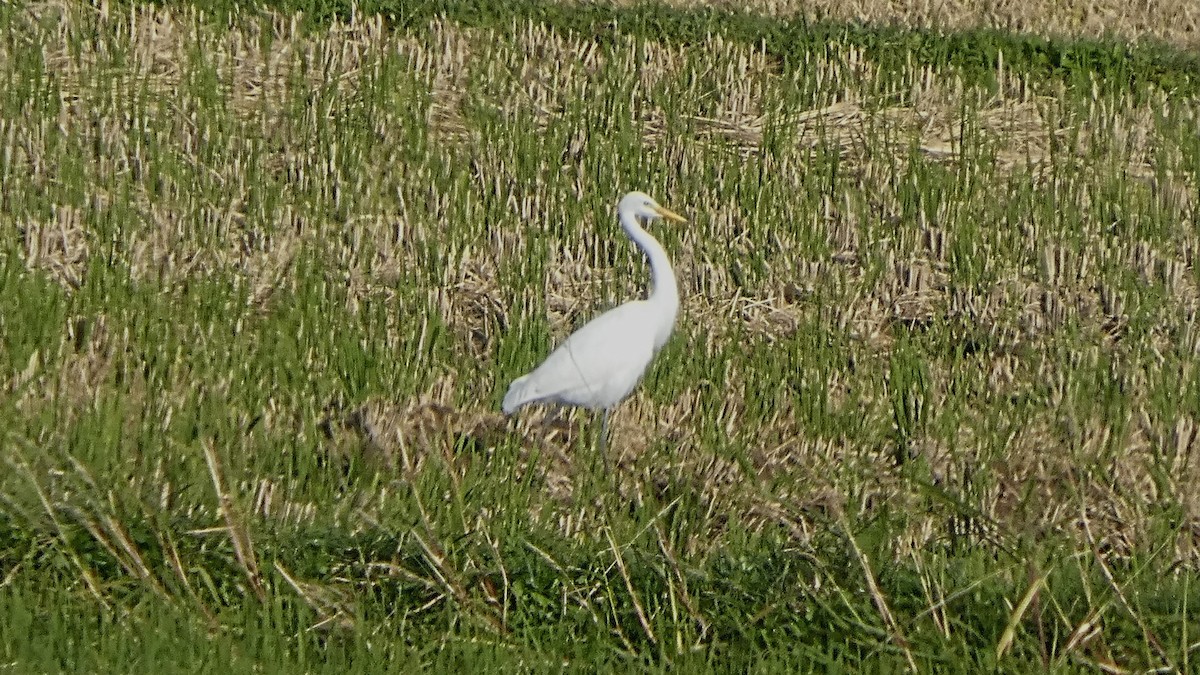 Medium Egret - ML643566520