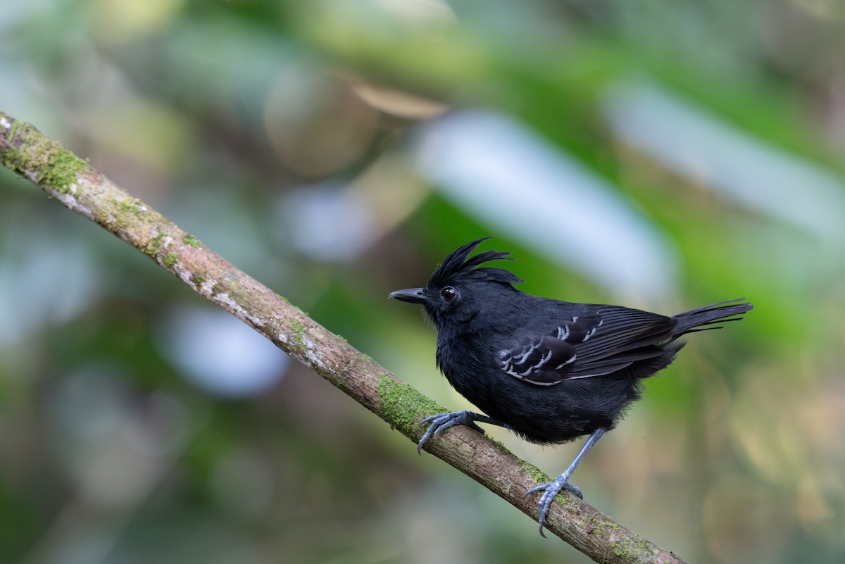 White-lined Antbird - ML643566521