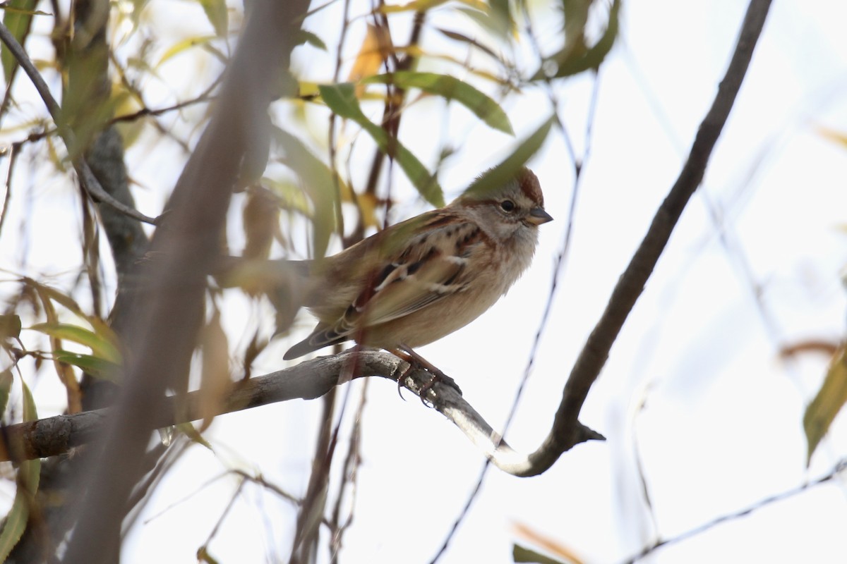 American Tree Sparrow - ML643566522