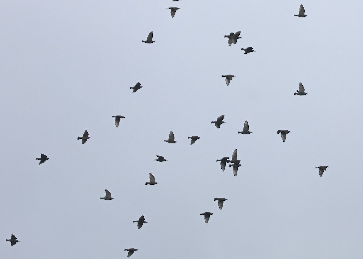 European Starling - ML643566525