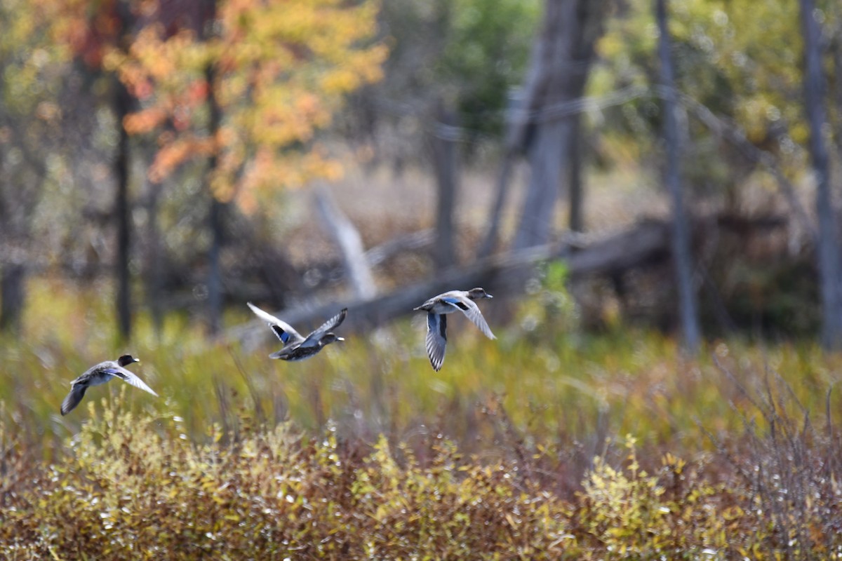 Mallard - ML643566526
