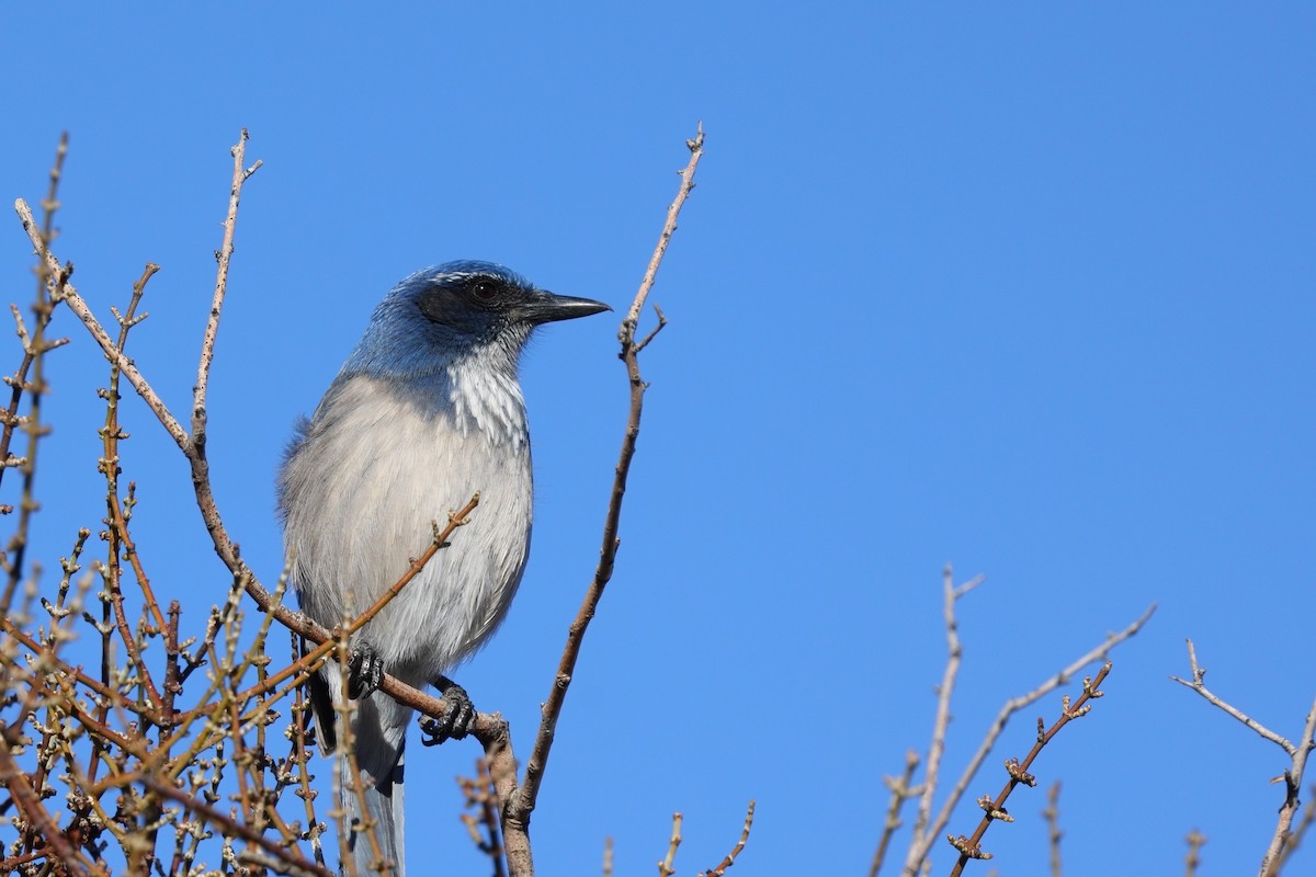 California Scrub-Jay - ML643566527