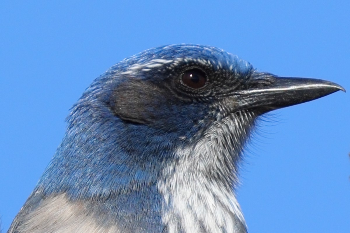 California Scrub-Jay - ML643566528