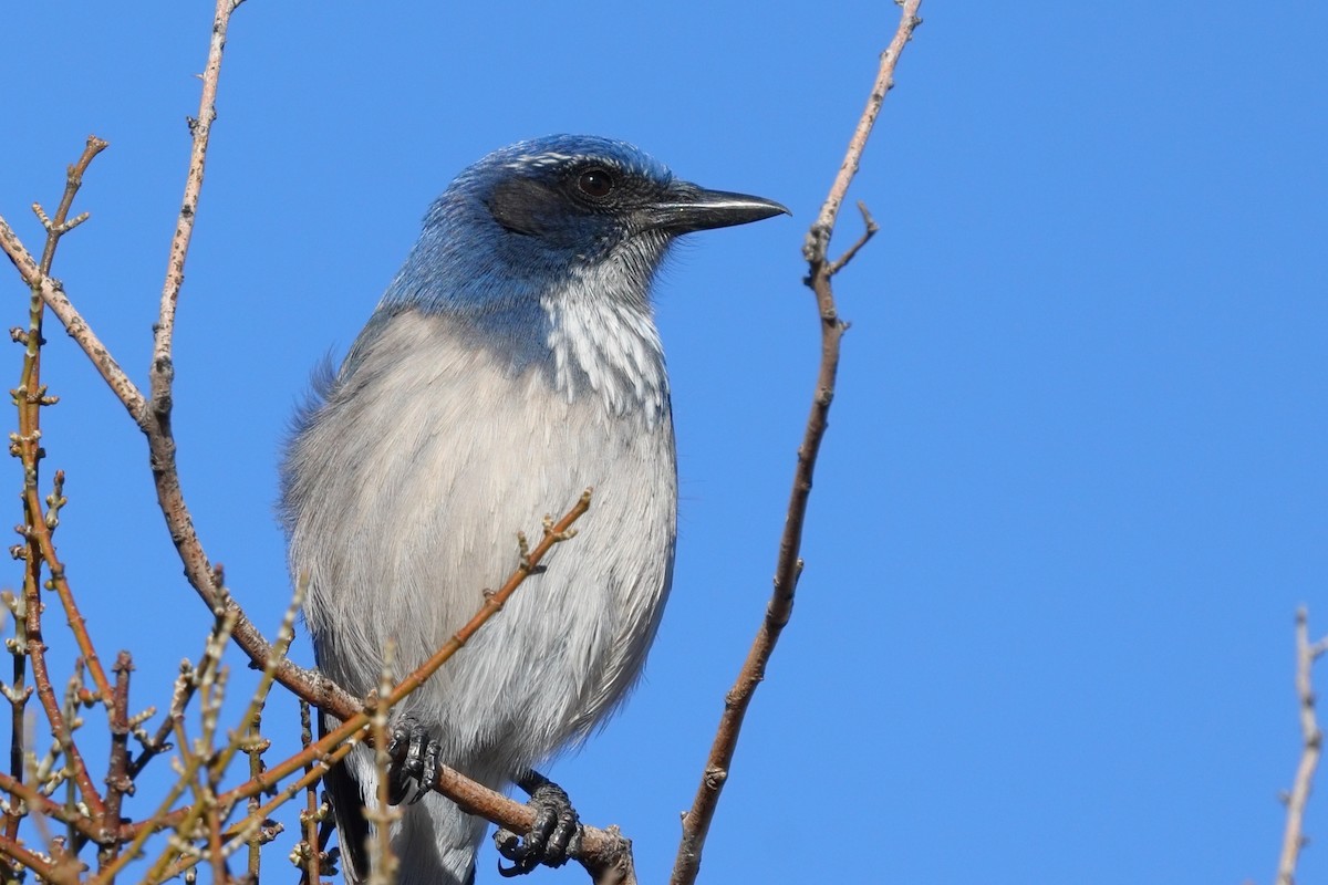 California Scrub-Jay - ML643566529