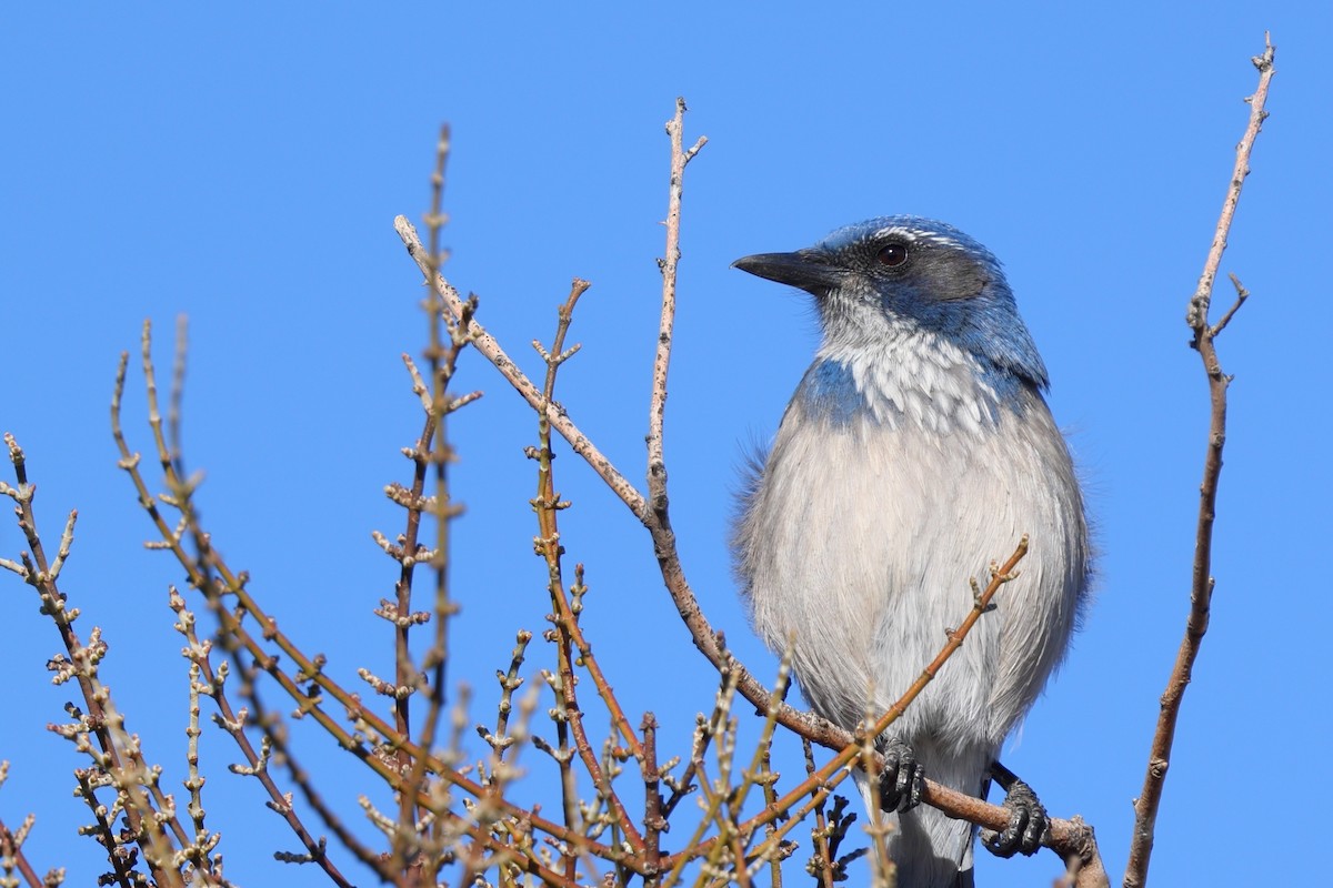 California Scrub-Jay - ML643566530