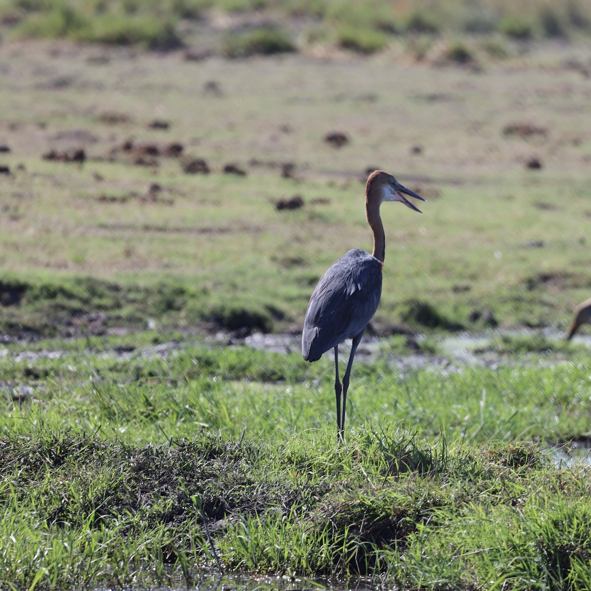Goliath Heron - ML643566532