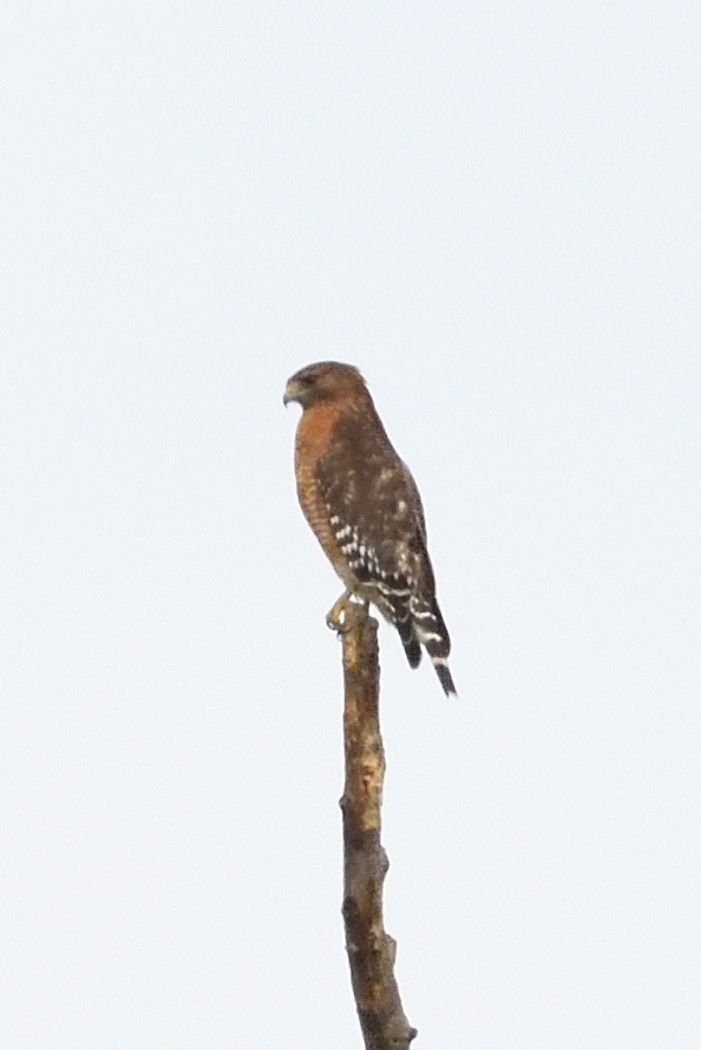 Red-shouldered Hawk - ML643566533