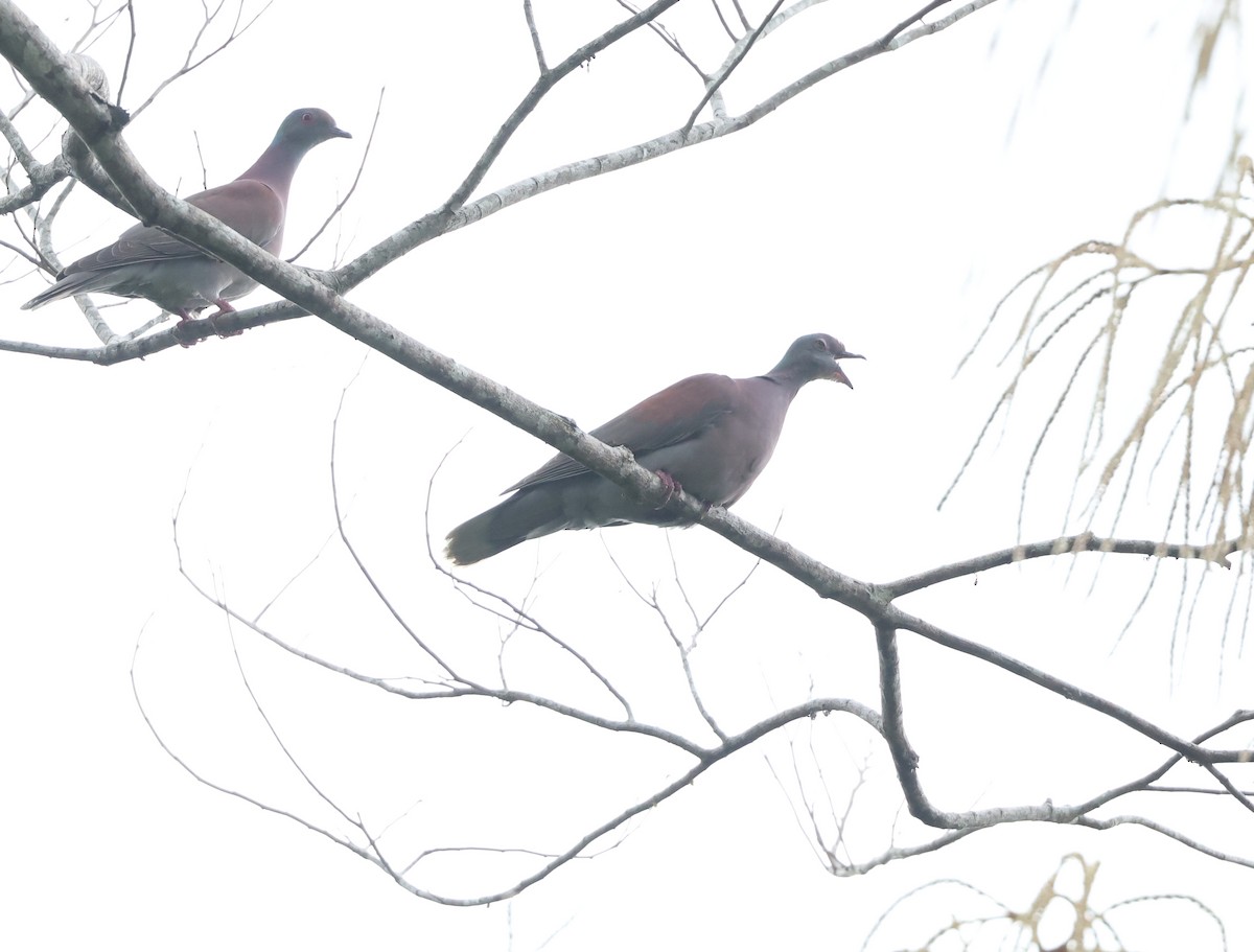 Pale-vented Pigeon - ML643566534