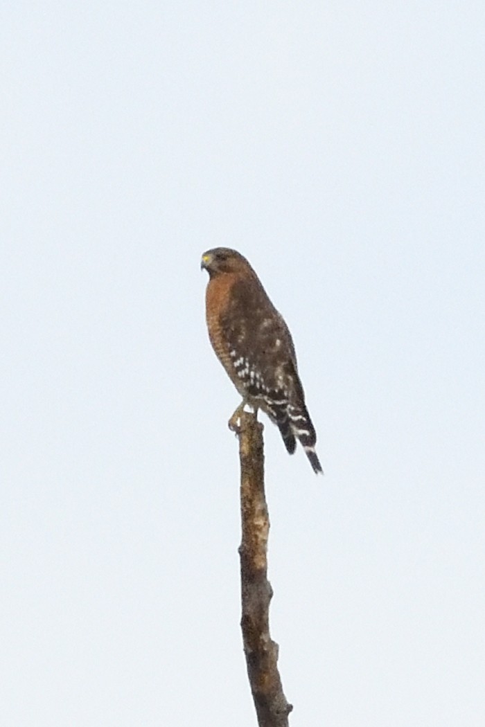 Red-shouldered Hawk - ML643566535