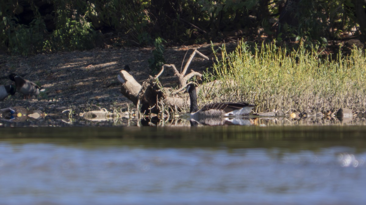 Canada Goose - ML643566544