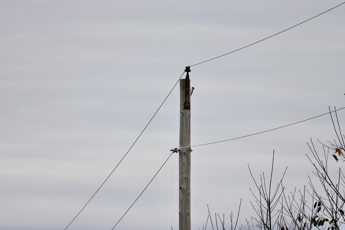 Hairy Woodpecker - ML643566545