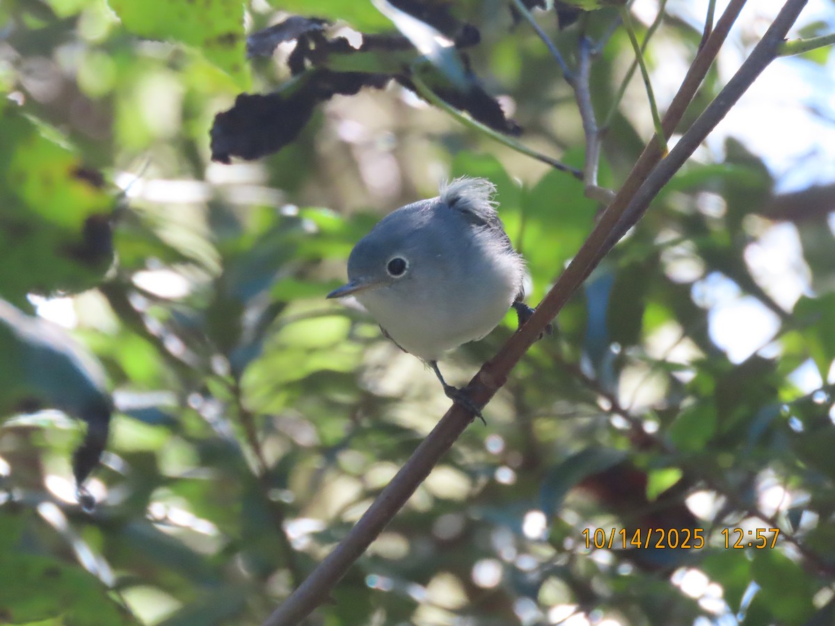 Blue-gray Gnatcatcher - ML643566547
