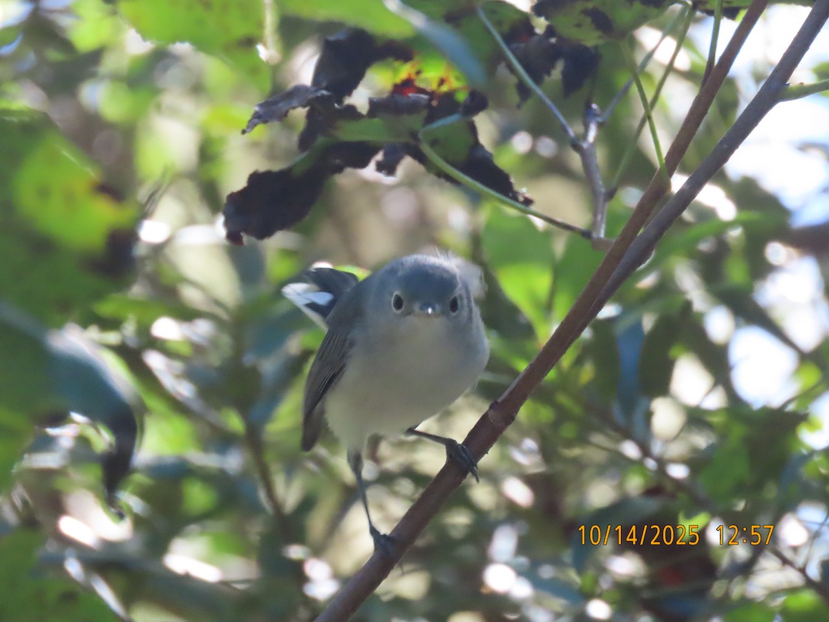 Blue-gray Gnatcatcher - ML643566548