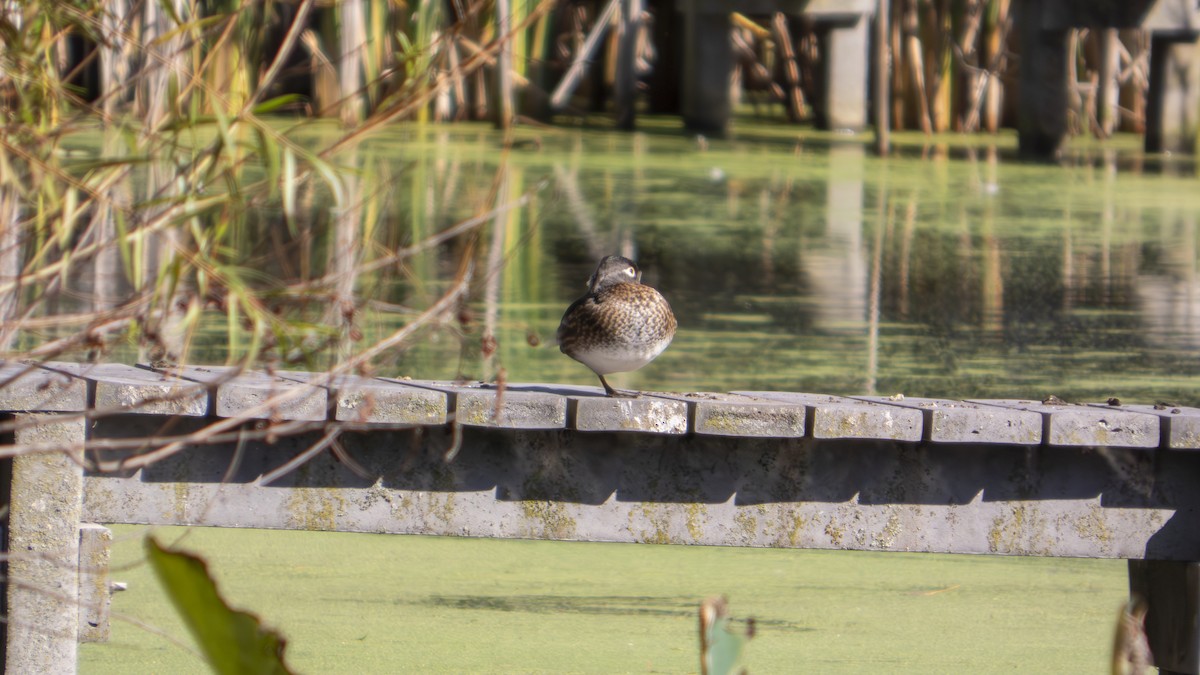 Wood Duck - ML643566555
