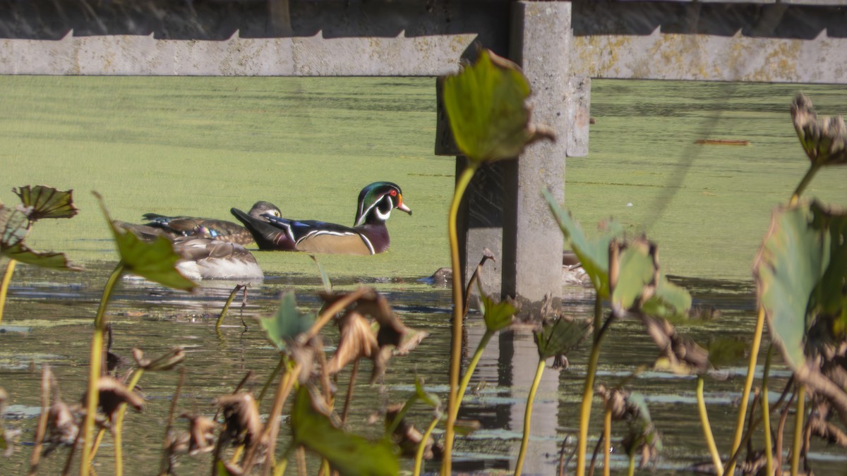 Wood Duck - ML643566556
