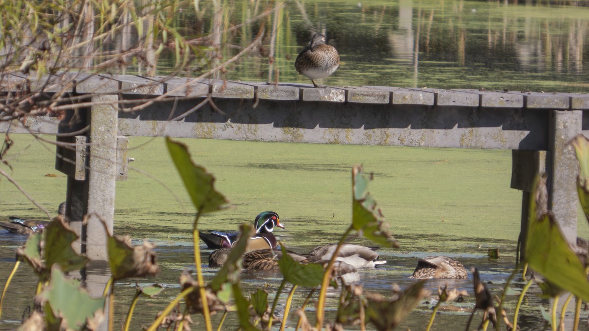Wood Duck - ML643566557