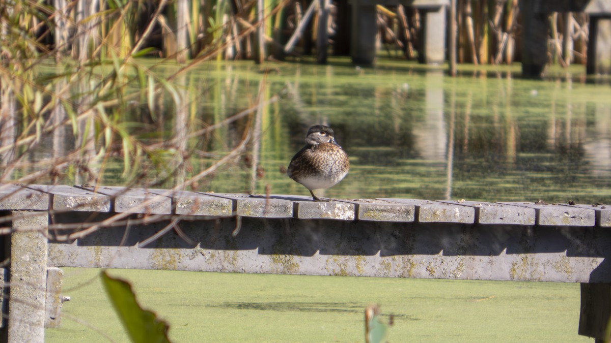 Wood Duck - ML643566558