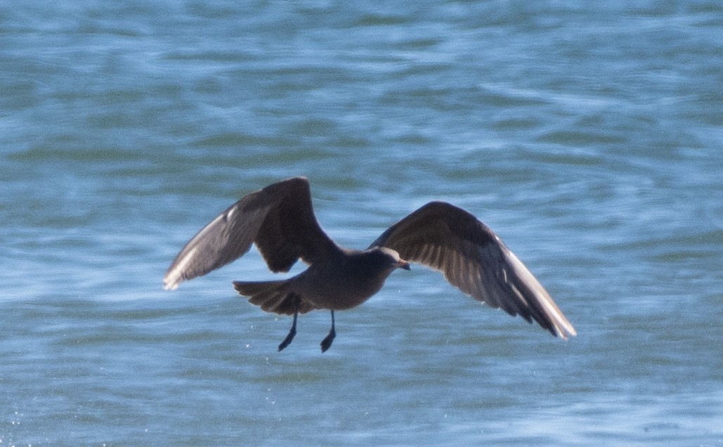 Heermann's Gull - ML643566561