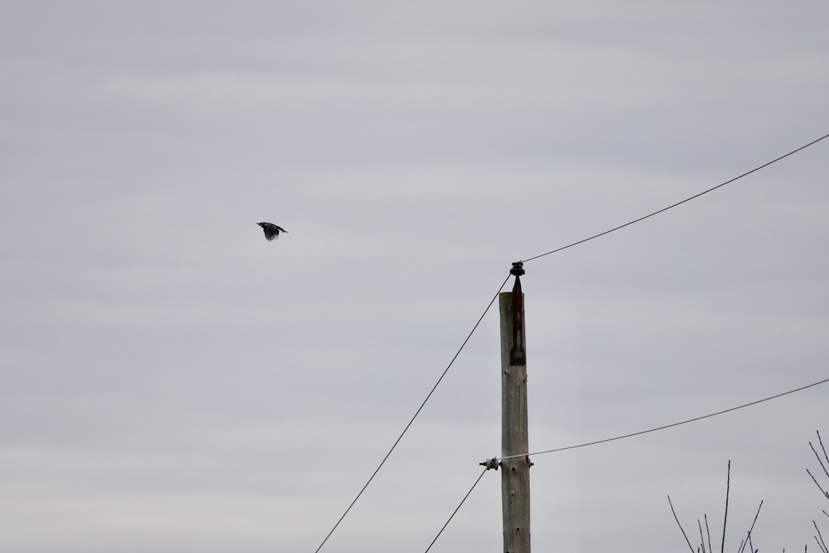 Hairy Woodpecker - ML643566563