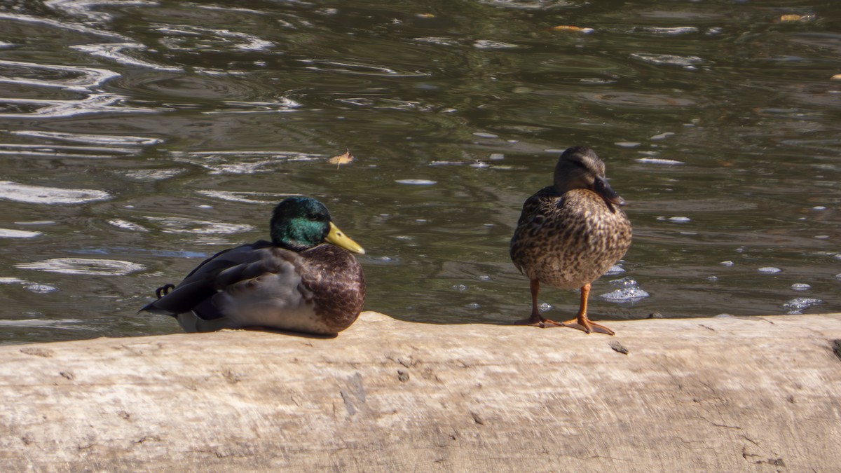 Mallard - ML643566565