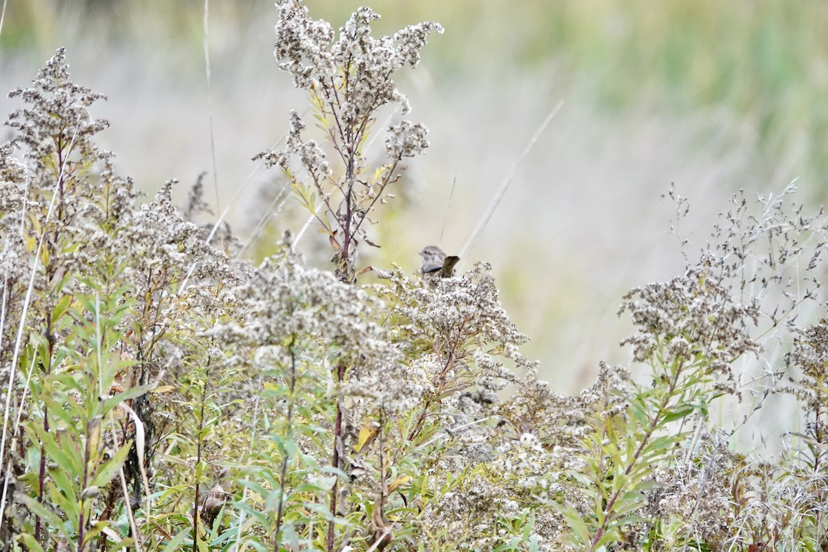 Song Sparrow - ML643566575