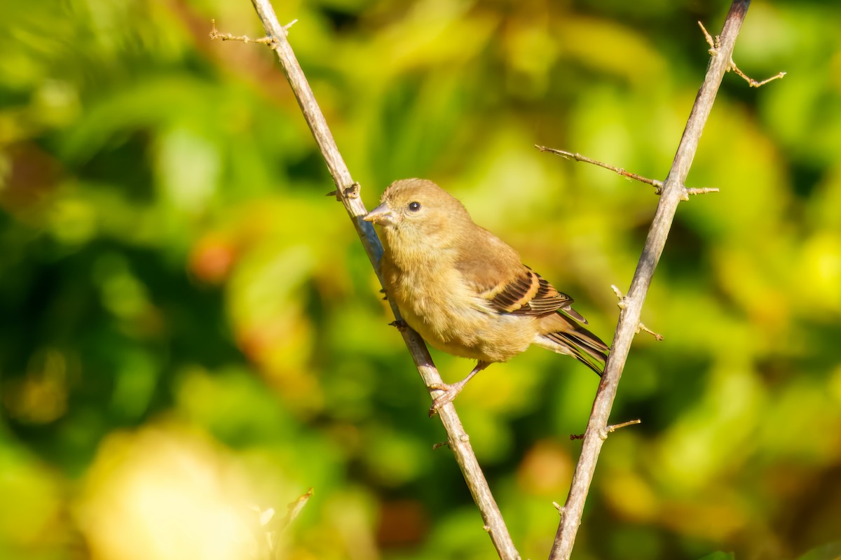 American Goldfinch - ML643566582
